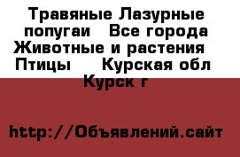 Травяные Лазурные попугаи - Все города Животные и растения » Птицы   . Курская обл.,Курск г.